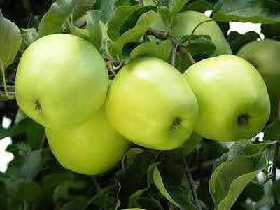 KANAYA Apple Seed(7 per packet)