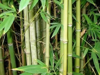 Chalisa Bamboo Plant, Lucky Plant Seed(260 per packet)