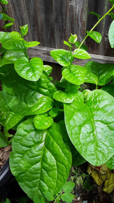 DEYS AGRO ™ malabar spinach vegetable seeds for home Seed(63 per packet)