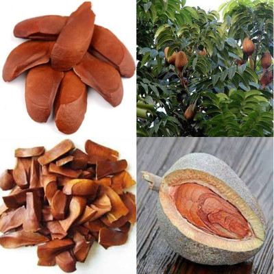 ibains African mahogany red seeds bij 45 Seed(45 per packet)