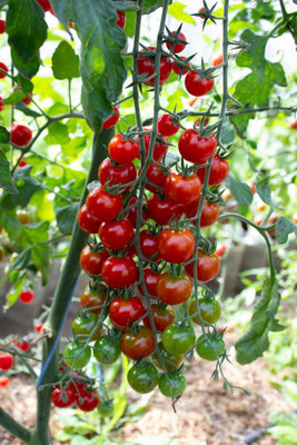 URRO tomato Seed(90 per packet)