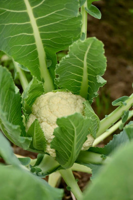 Aro white cauliflower,gobhee seeds Seed(70 per packet)