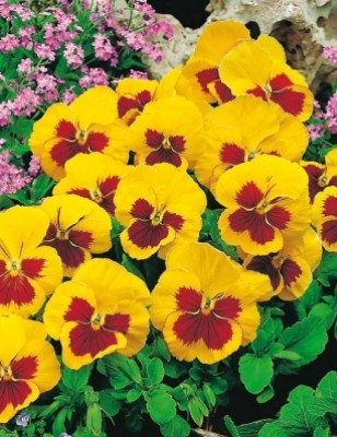 Quentova Pansy Red Yellow-NST-3V Seed(100 per packet)