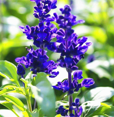 CYBEXIS XLL-1 - Blue Bedder Sage Salvia farinacea - (1350 Seeds) Seed(1350 per packet)