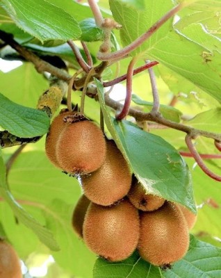 BJUBAS kiwi fruit seeds for planting pack of 25 Seed(25 per packet)