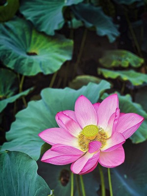 KANAYA Water Lily Lotus Flower Seed(50 per packet)