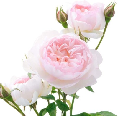 CYBEXIS HUA-82 - English Rose - (300 Seeds) Seed(300 per packet)