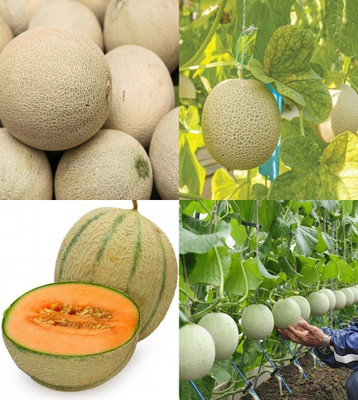 ibains Kharbuja seeds beez 45 Seed(45 per packet)
