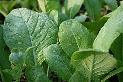 CYBEXIS LX-81 - Mustard TENDERGREEN Komatsuna - (750 Seeds) Seed(750 per packet)