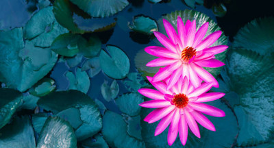 GETIFFI lotus,kamal gatta Seed(11 per packet)