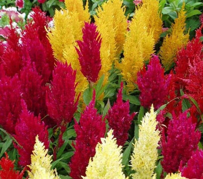 Quentova Celosia Century Mixed Seed(100 per packet)