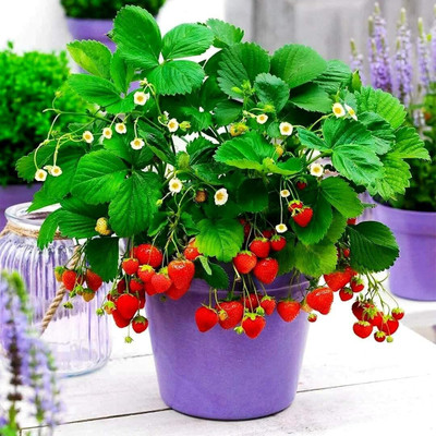Aywal Strawberry, Strawberries Seed(10 per packet)