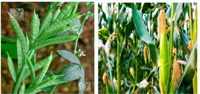 STOREFLIX cluster bean - corn Seed(70 per packet)