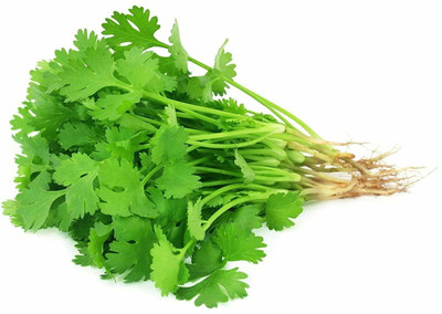 EKAKSHAR Syngenta Coriander Seeds Kalmi Dhaniya (Leafy Vegetable) 40 Seeds P48 Seed(40 per packet)