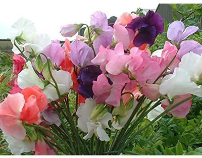 ACCELCROP Flower Seeds - Sweet Pea (Giant Wave Mixed) Seed(90 per packet)