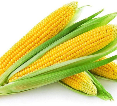 LPR SWEET CORN Seed(300 per packet)