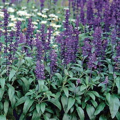 Qualtivate PUA-1A Evolution Sage Salvia Seeds Seed(100 per packet)