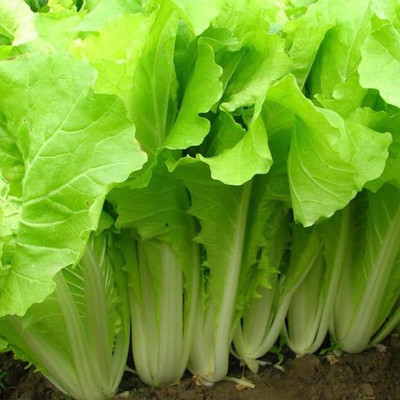 WILLVINE AMR -I Cabbage Seeds Heirloom Frilled Leaf [10g] Seed(3000 per packet)