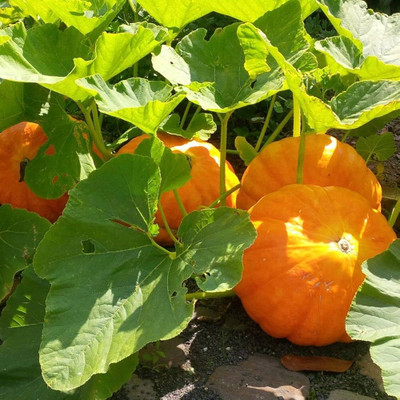 LIFELEX Hybrid Pumpkin Seeds, (Kaddu / Kumra) Seed(54 per packet)