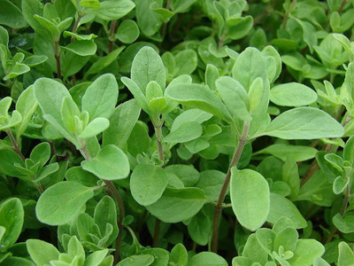 Mozette Marjoram herbs Seed(36 per packet)
