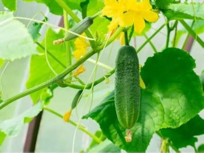 AMAJIT Cucumber / Khira / Sasha / Vegetable Seeds All Seasons(28) Seed(28 per packet)