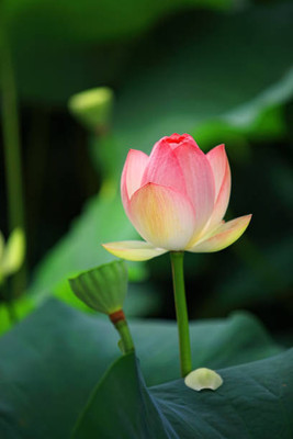 marwadifarm lotus,kamal gatta Seed(14 per packet)