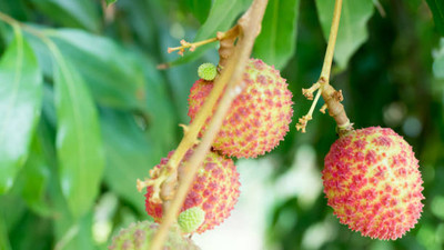 MAA LITCHI,LICHEE,LYCHEE Seed(10 per packet)