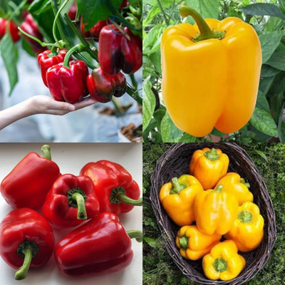 ibains Hybrid capsicum vegetable seeds shimla mirchi 83 Seed(83 per packet)