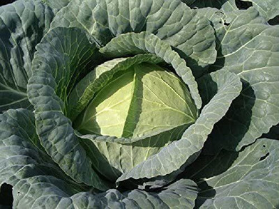 CYBEXIS Large & Giant Cabbage Seeds 400 Seeds Seed(400 per packet)