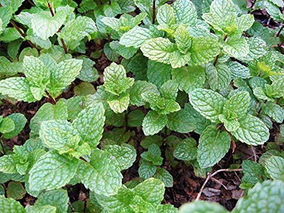 VibeX ® LXI-99 Kentucky Colonel Mint Seeds Seed(200 per packet)
