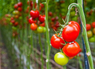 GOYAL GROUP tomato Seed(145 per packet)
