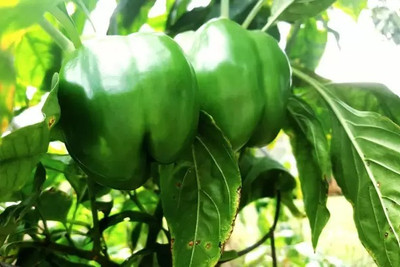 MAA Capsicum Green, Bell Pepper Seed(49 per packet)