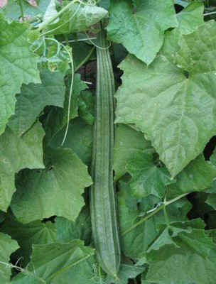 VibeX TLX-41 - Angled Ridge Gourd Turai - (300 Seeds) Seed(300 per packet)