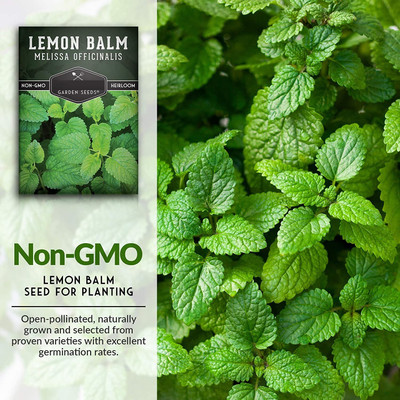 CYBEXIS LX-81 - Lemon Balm Herb - (250 Seeds) Seed(250 per packet)