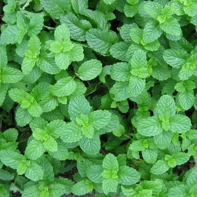 CYBEXIS Edible Lemon Hummingbird Mint Mentha spicata Herb700 Seeds Seed(700 per packet)