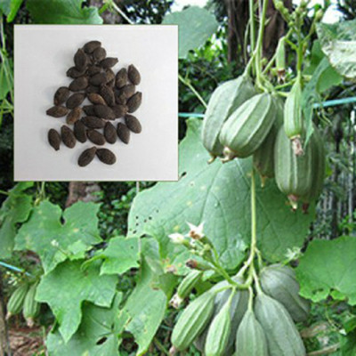 SeeGreen hybrid ridge Gourd Seeds 5 pcs per packet Seed(5 per packet)