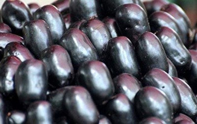 KNESSiN Syzygium Cumini (Jambolan/Java plum/Black plum/Jamun/Njaval) Fruit-{100 Seeds} Seed(100 per packet)