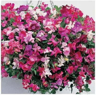 CYBEXIS Sweet Pea 'Sugar n Spice' / for Baskets/Seeds Seed(1 g)