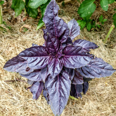 Glance Basil Dark Purple Opal Seed(120 per packet)