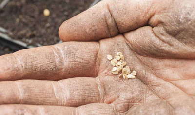 the green dotcom Fresh Tamato Hybrid Eco-friendly Seed(60 per packet)