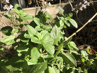 WILLVINE XLL-13 Basil - African Blue Seed(2000 per packet)