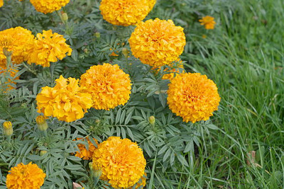 VIVETHAN marigold,gende ka phool Seed(40 per packet)