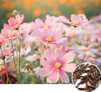 Greenfall Cosmos Flower Seeds - Mixed Color - 35 Hybrid Seeds Seed(30 per packet)