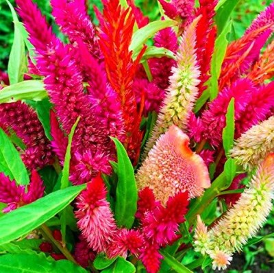 Aywal Celosia Pulmosa Flower -Mixed Color Flower Seed(70 per packet)