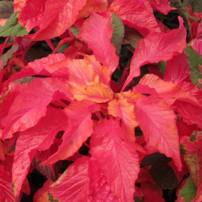 URRO AMARANTHUS CARNIVAL Seed(500 per packet)
