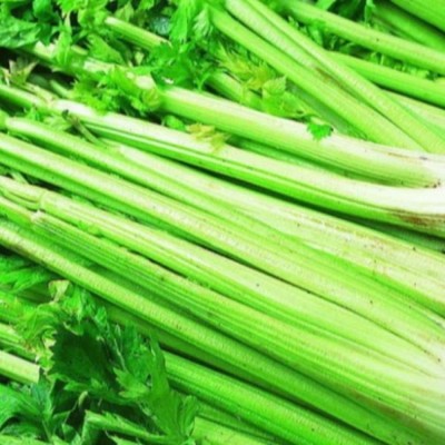 CYBEXIS ATS-67 - Utah Tall Celery - (2250 Seeds) Seed(2250 per packet)