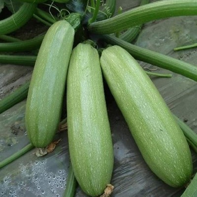 CYBEXIS Garden Squash Cucurbita Pepo Vegetable Marrow Cocozelle Seeds Plant100 Seeds Seed(100 per packet)