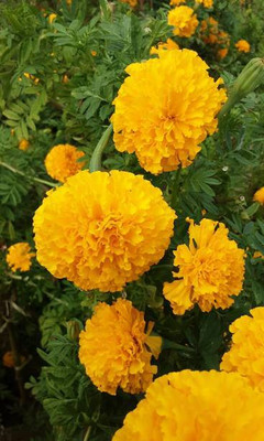 Liance marigold,gende ka phool seeds Seed(22 per packet)