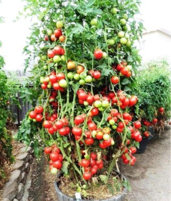 HYBRID 10g, hybrid tomato seed highest yield variety early fruiting best quality result Seed(1 per packet)