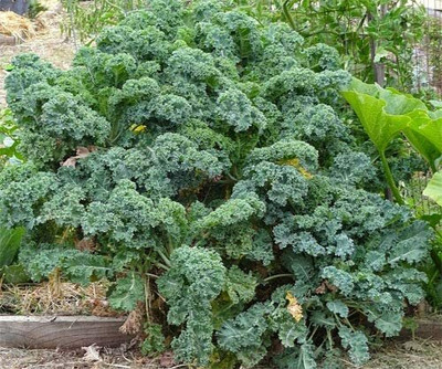 CYBEXIS Kale Emerald ice Vegetable Seeds2000 Seeds Seed(2000 per packet)